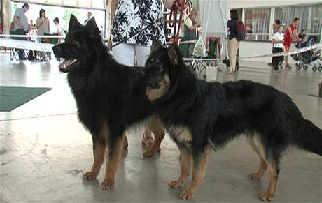 Orin a Nency- nejkrásnější pár psů 2008